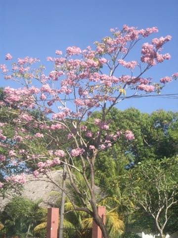 tree with pink flowers 1.JPG