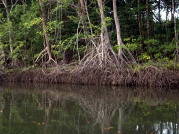 mangroves.JPG